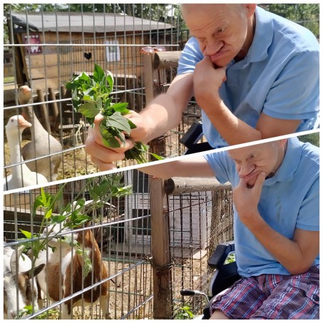 ein älterer Mann im Rollstuhl füttert Enten und Ziegen mit frisch gepflücktem Gras